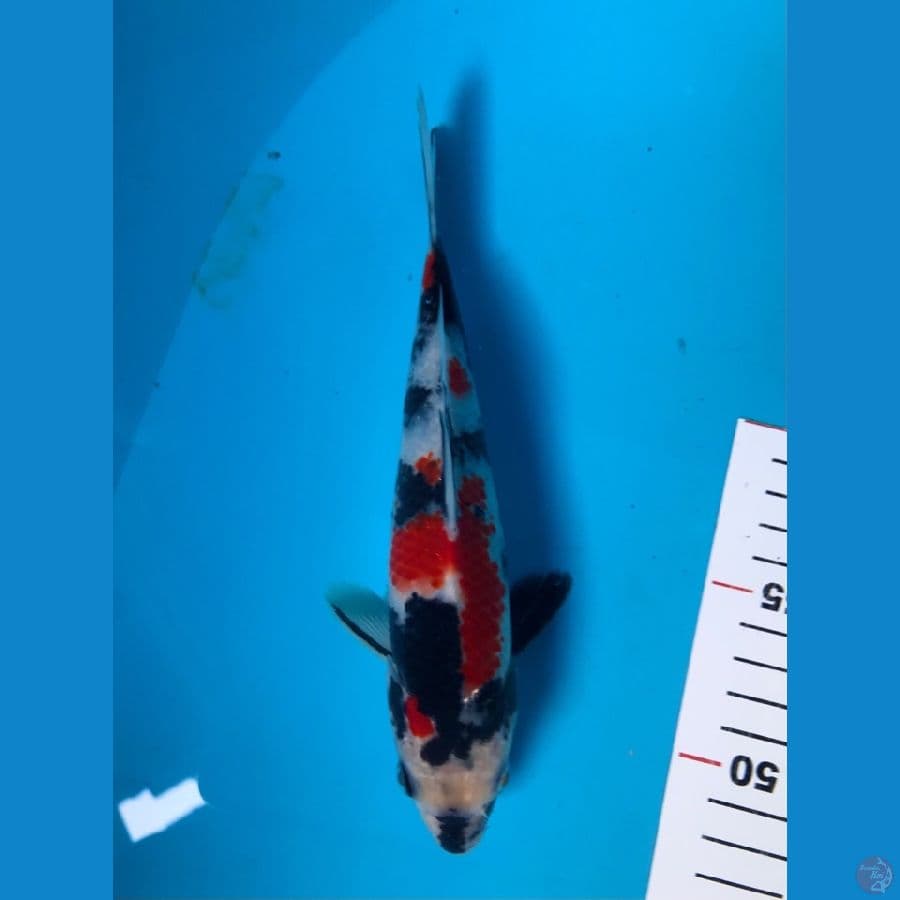 showa 20cm