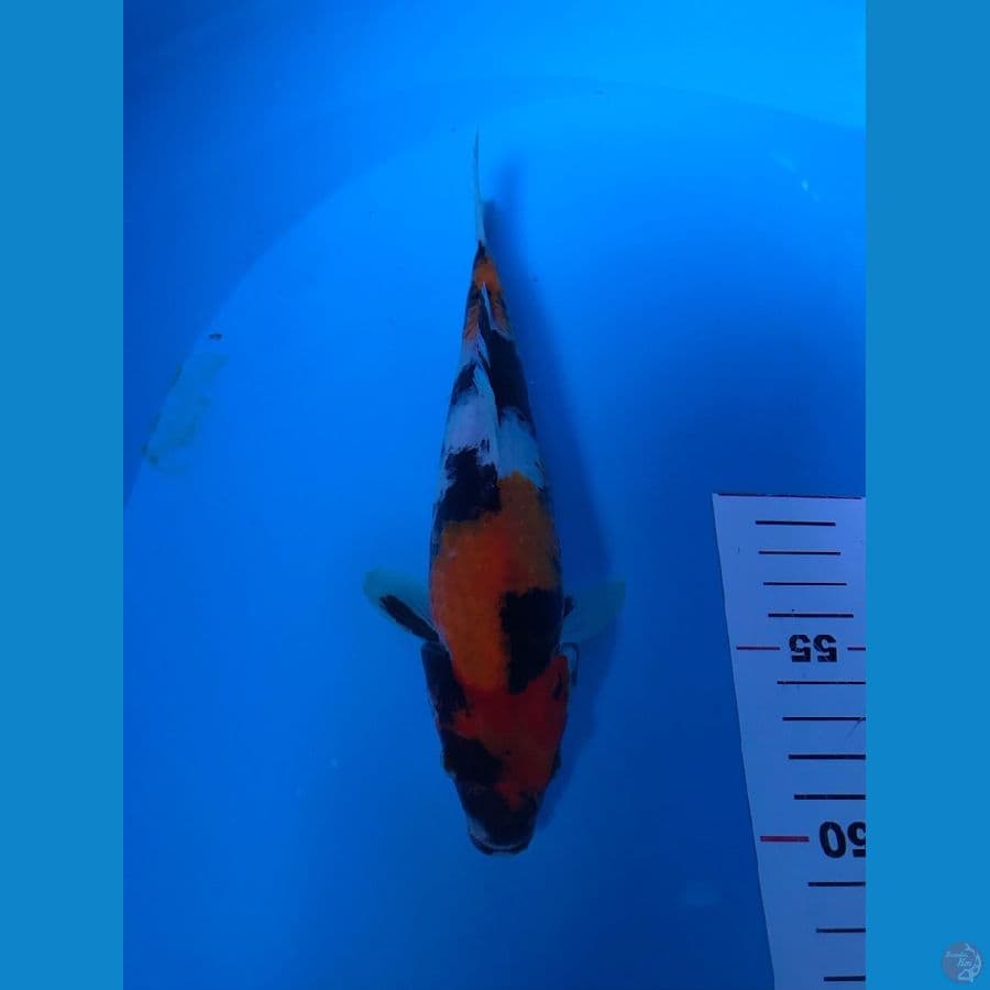 showa 23cm