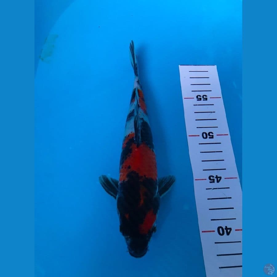 showa 22cm