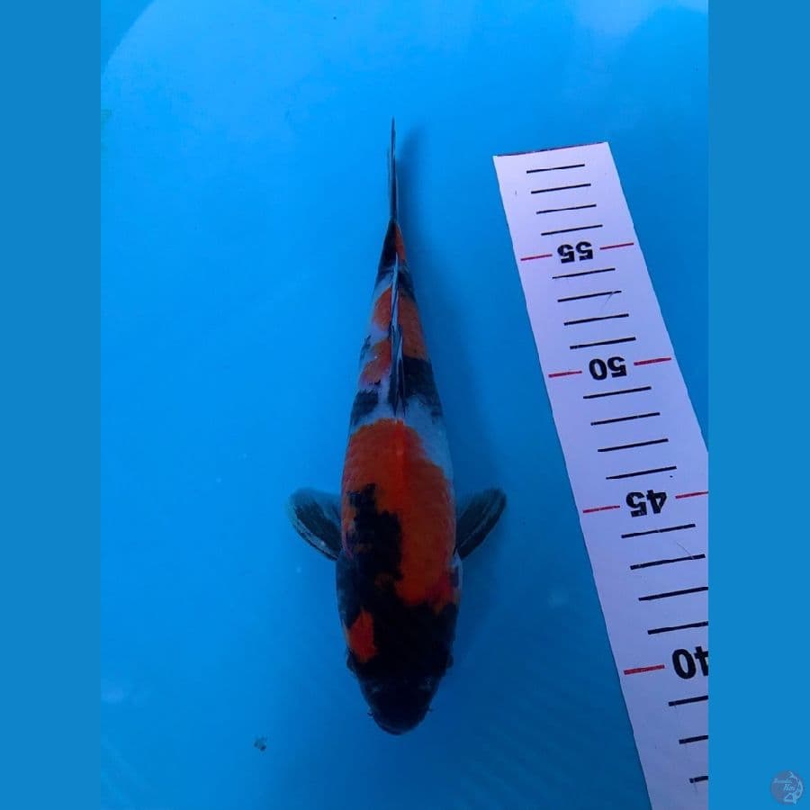 showa 22cm