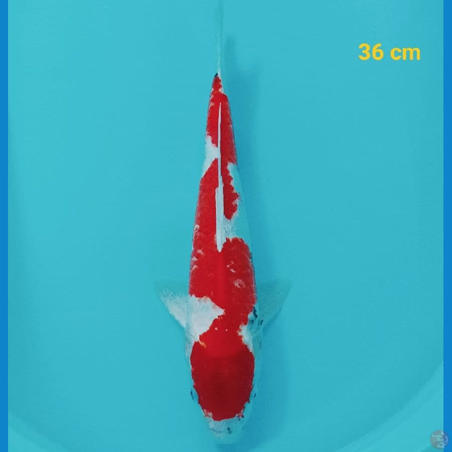showa tateghoi 36 cm