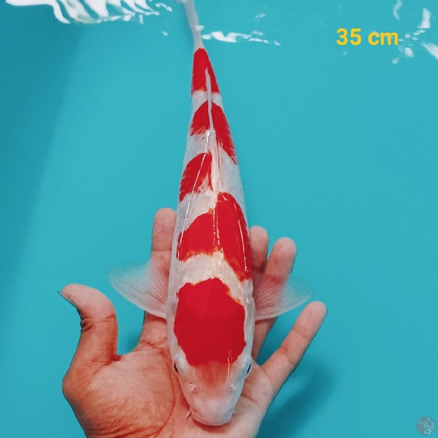 Kohaku 35 cm
