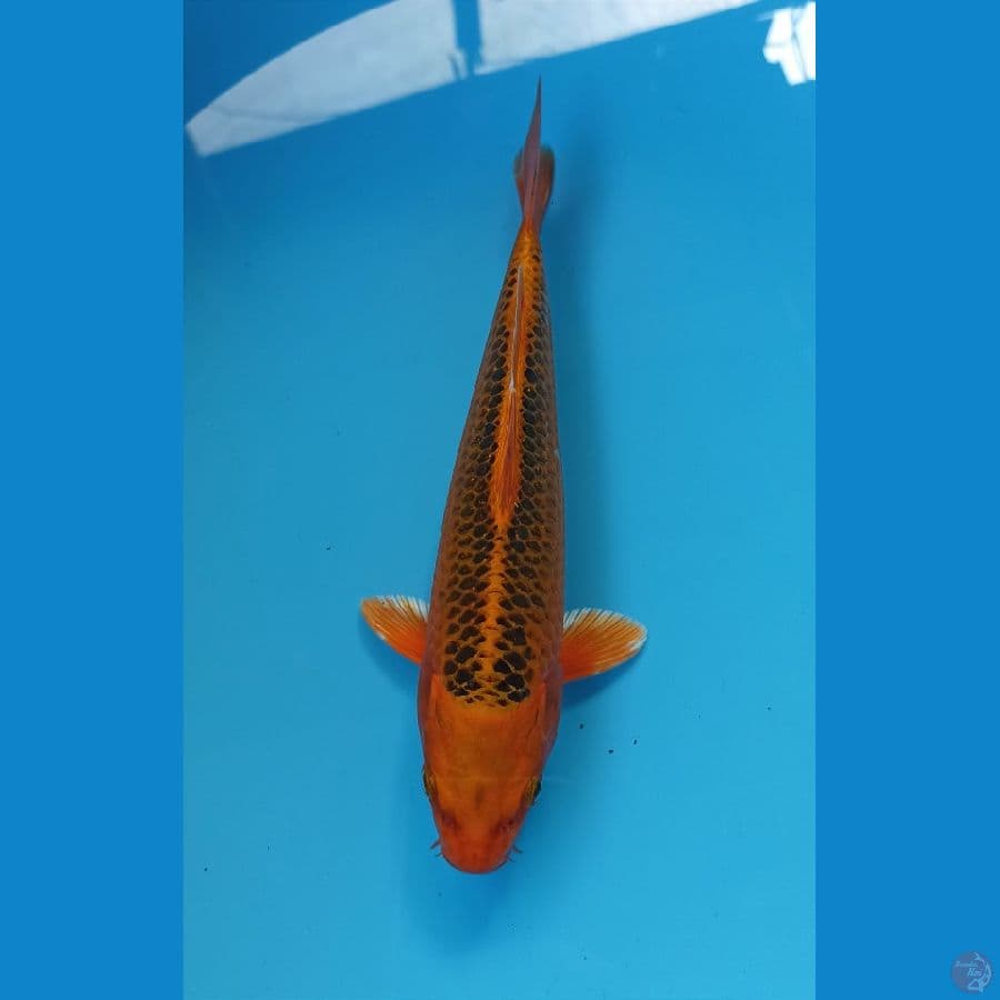 kin madsuba 21cm