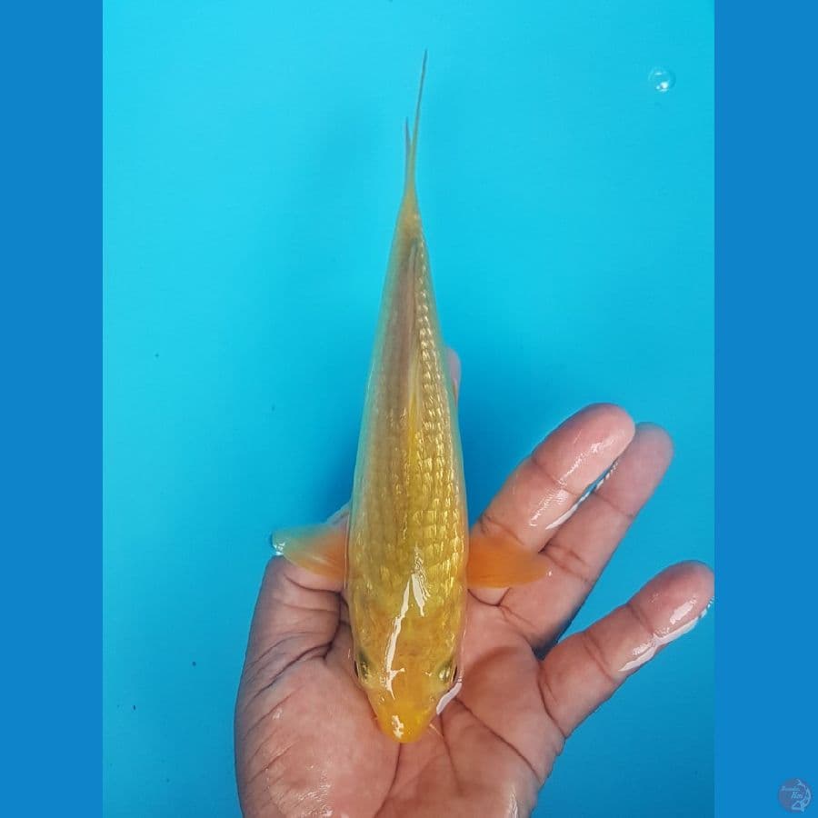 full ginrin 21cm