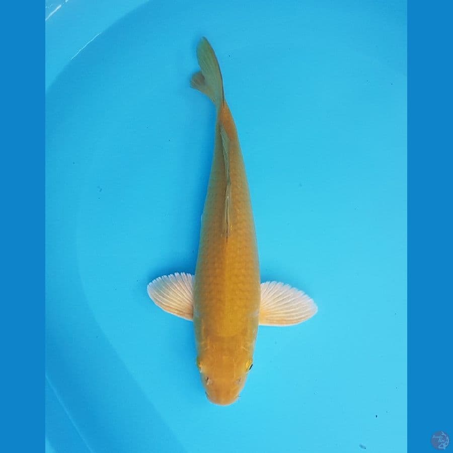 midori 31cm