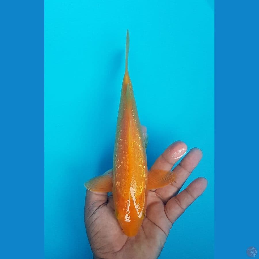 karashi mango 27cm