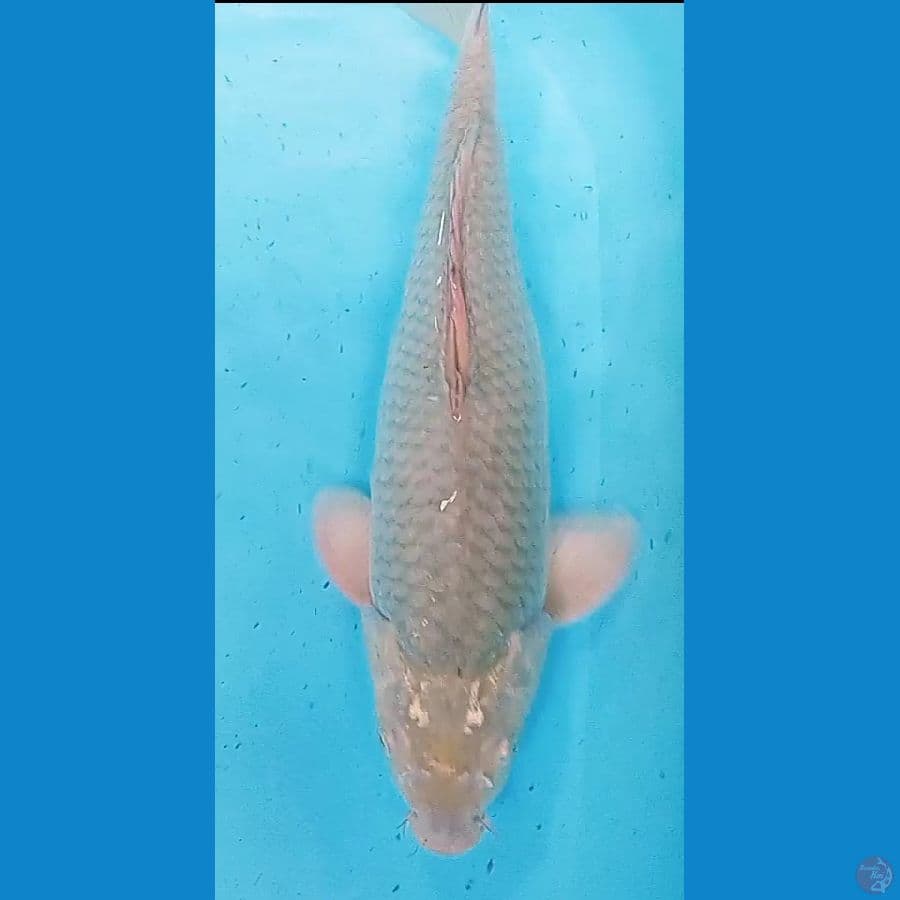 soragoi jumbo punuk onta male 50 bu/47 cm