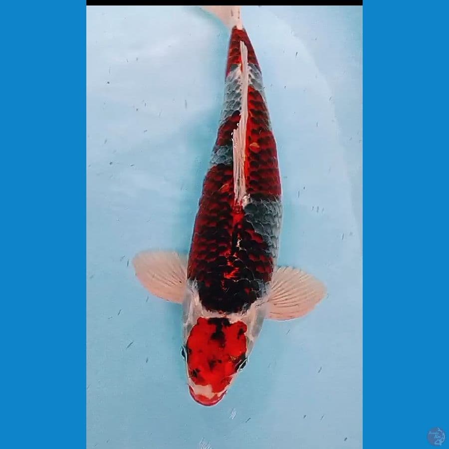 maruten beni gingga male 40 bu/38 cm red strong