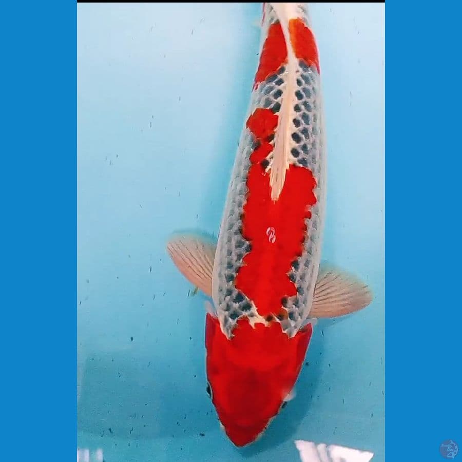 goshiki racing male 37 cm