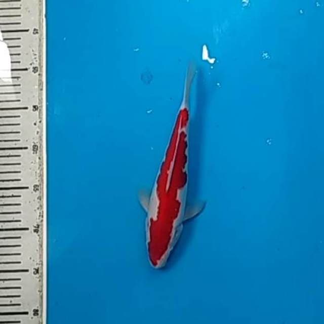 Kohaku