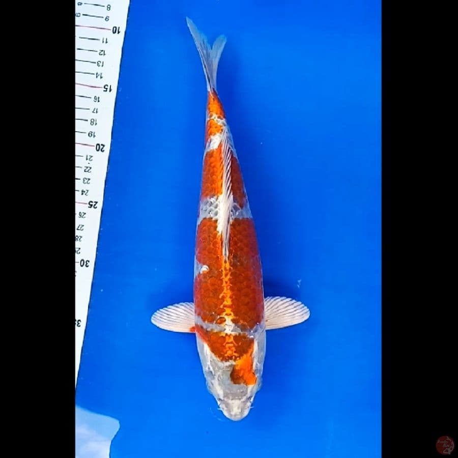 kujaku 32 cm