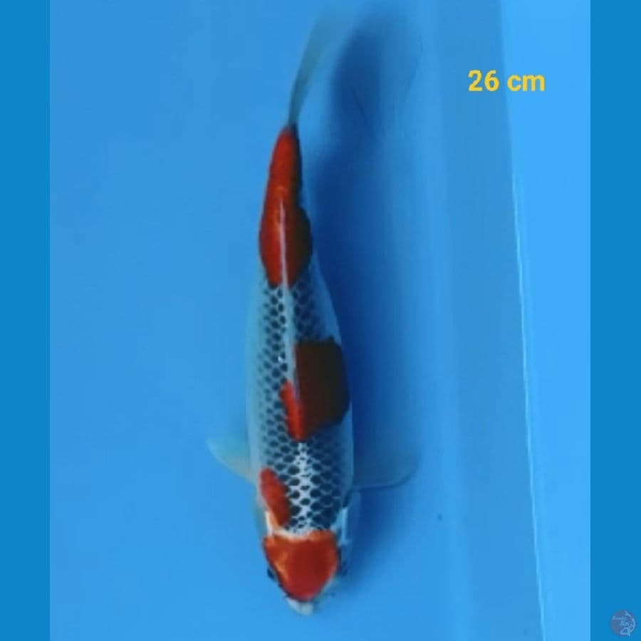 Goshiki Racing 26 cm