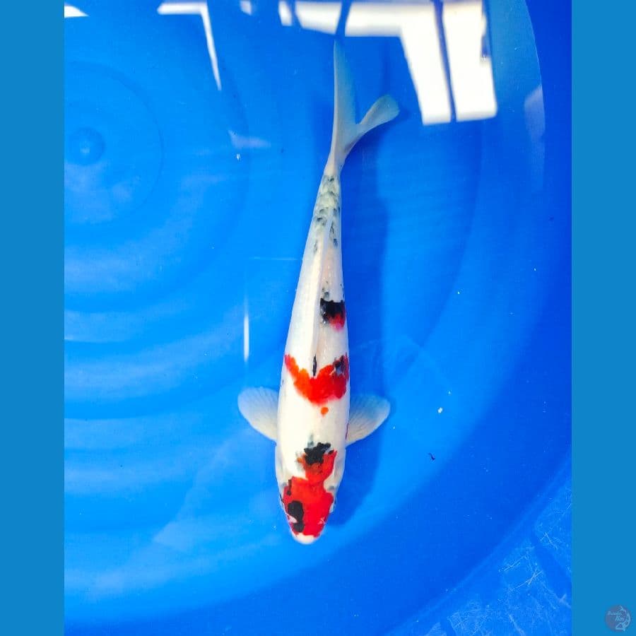 SHOWA 32CM
