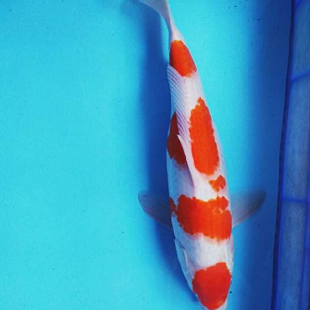 Kohaku 46cm