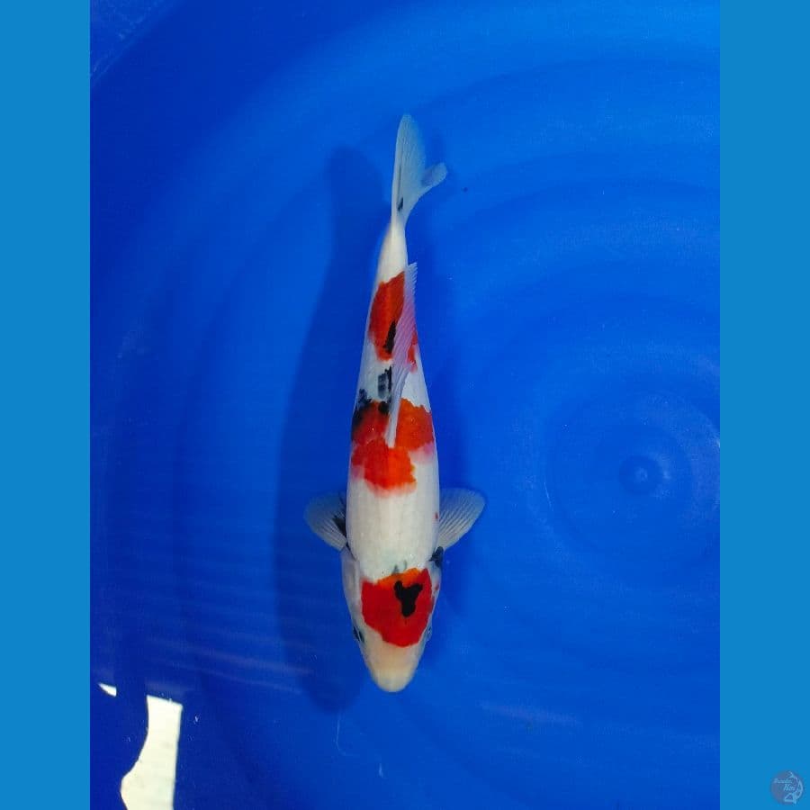 MARUTEN SHOWA 31cm
