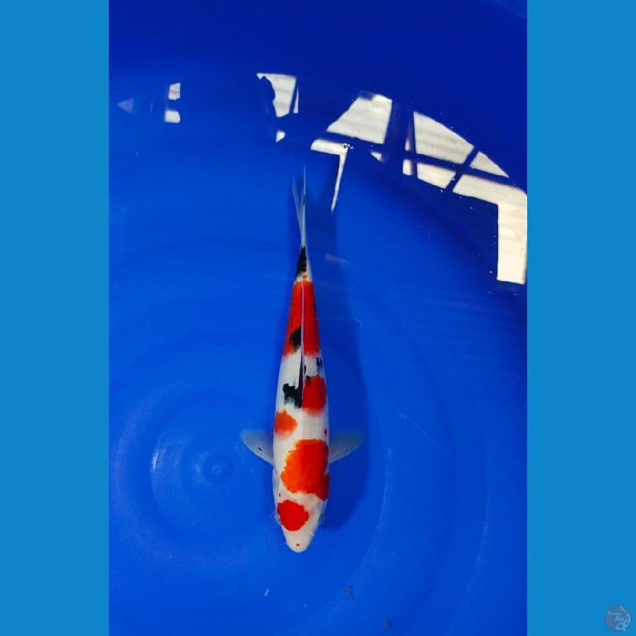 SANKE 28CM