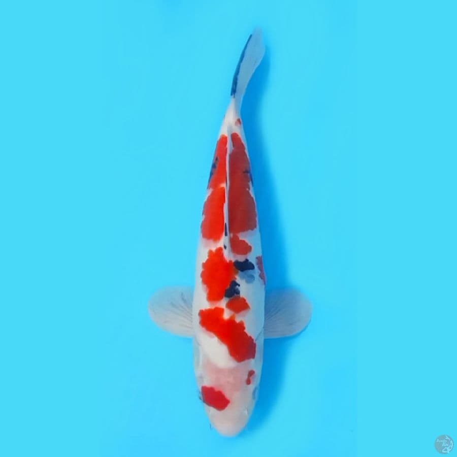 SANKE TATEGOI ~33cm/MALE~
