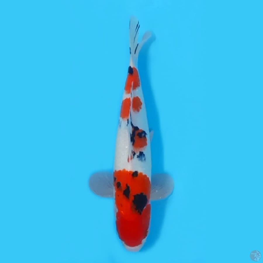 SANKE HQ ~33cm/MALE~