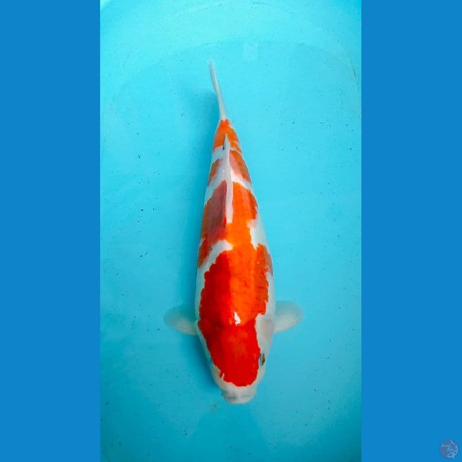 Koromo - 40cm