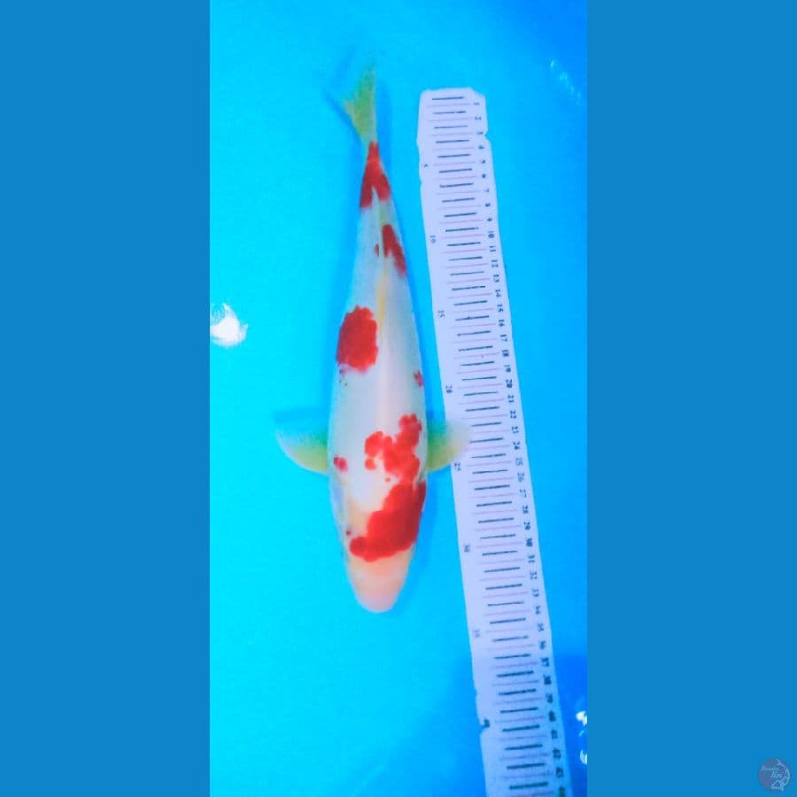 Kohaku sakura 35cm