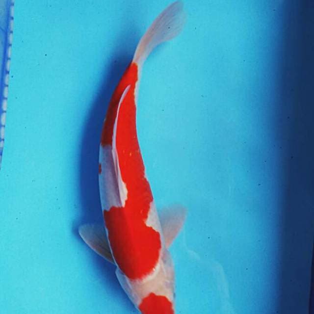 Kohaku 42cm male