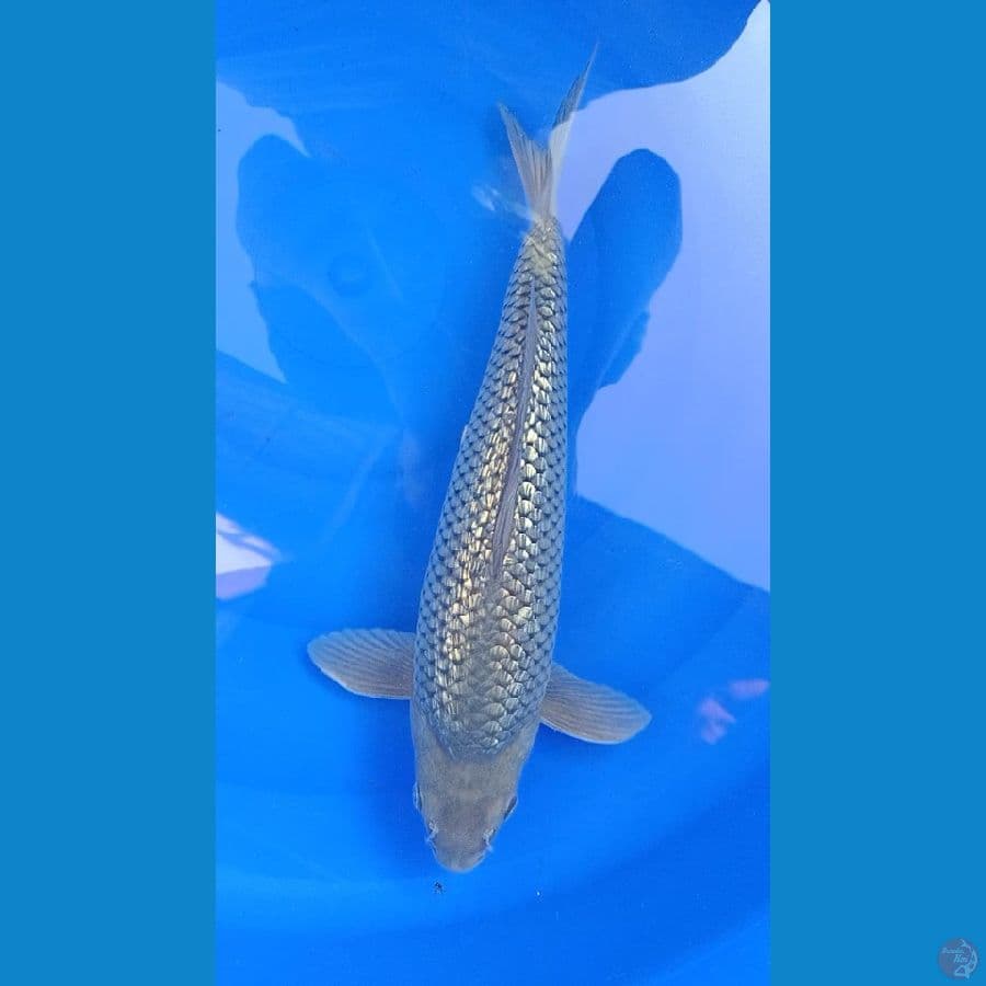 shoragoi ginrin pangkal ekor besar 39cm male