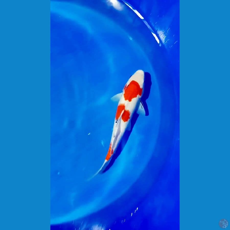 sangke 38 cm. male