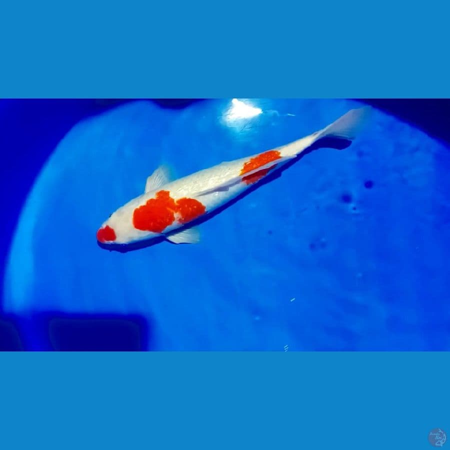 kohaku ginrin 38 cm male