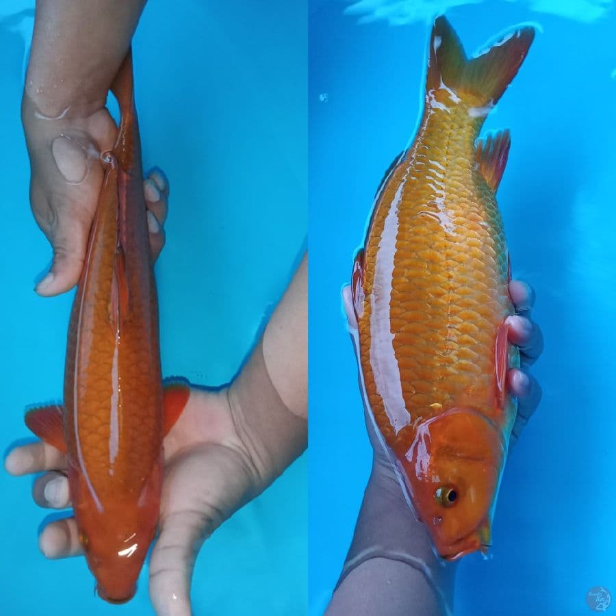 cagoi merah bata/karamel 35cm punuk