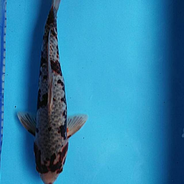 Toro gishiki 44cm male