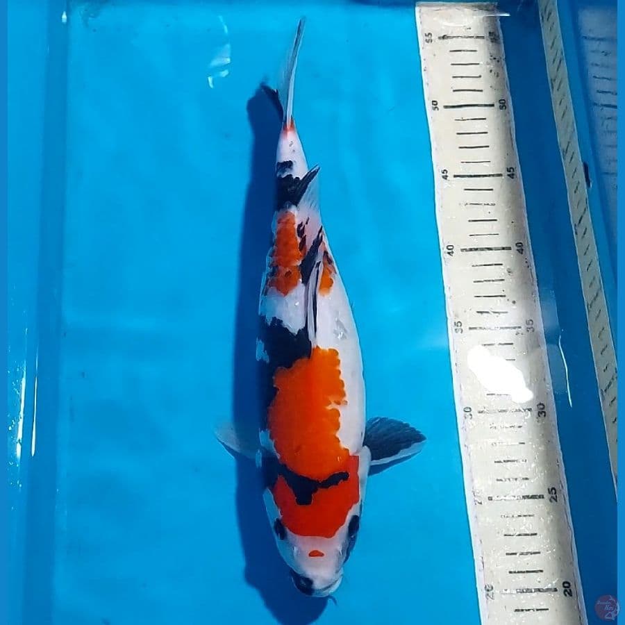 SHOWA 32 CM