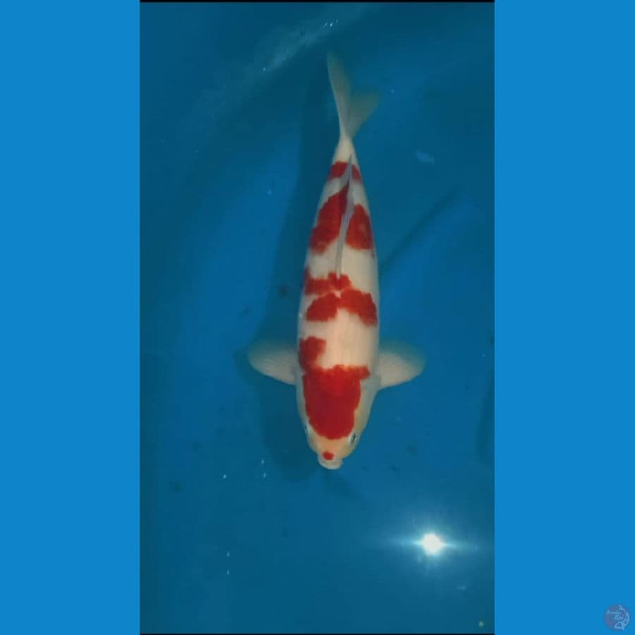 kohaku kucibeni