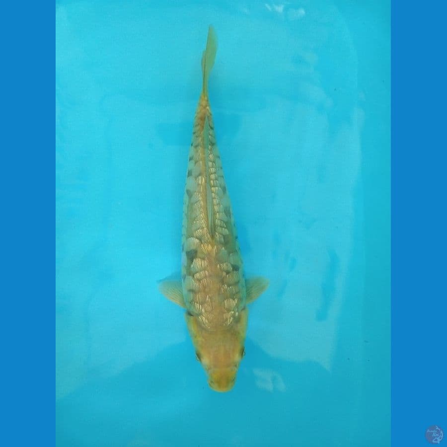 Midori Ginrin Aragoke - 35cm Male