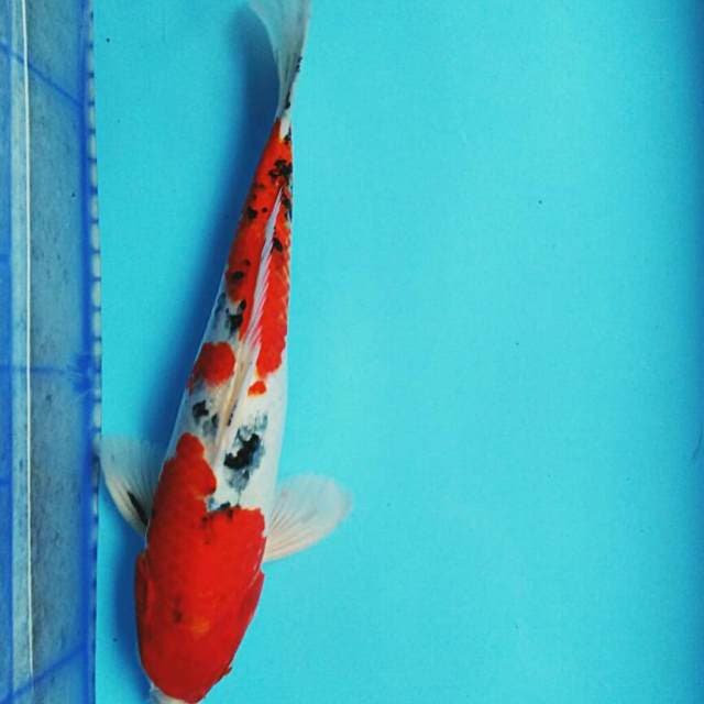 Sanke strong 42cm male
