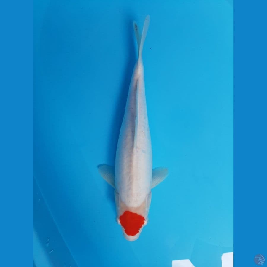 Tancho Original 37 cm