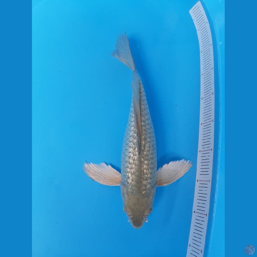 Kumpay Soragoi