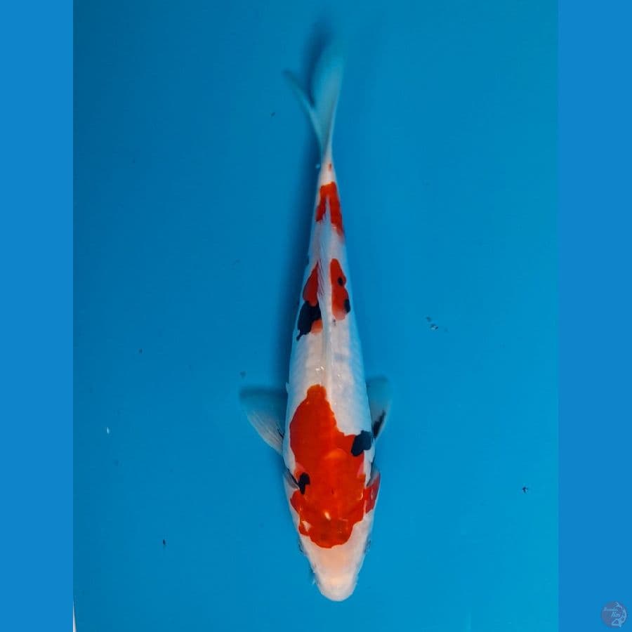benikumon 25cm