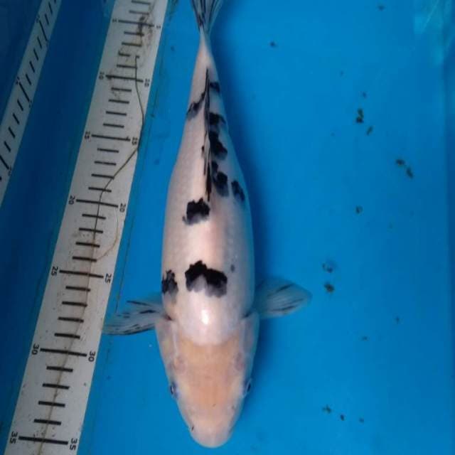BEKKO 31 cm