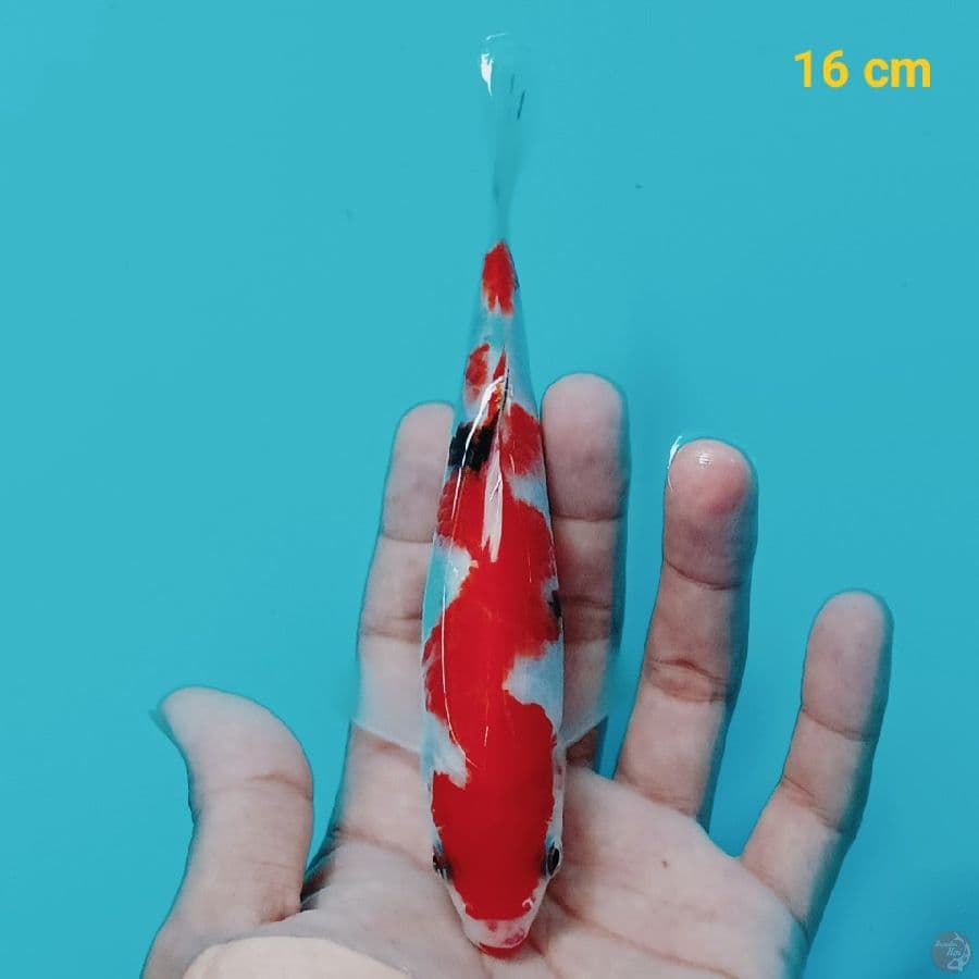 Inazuma 16 cm