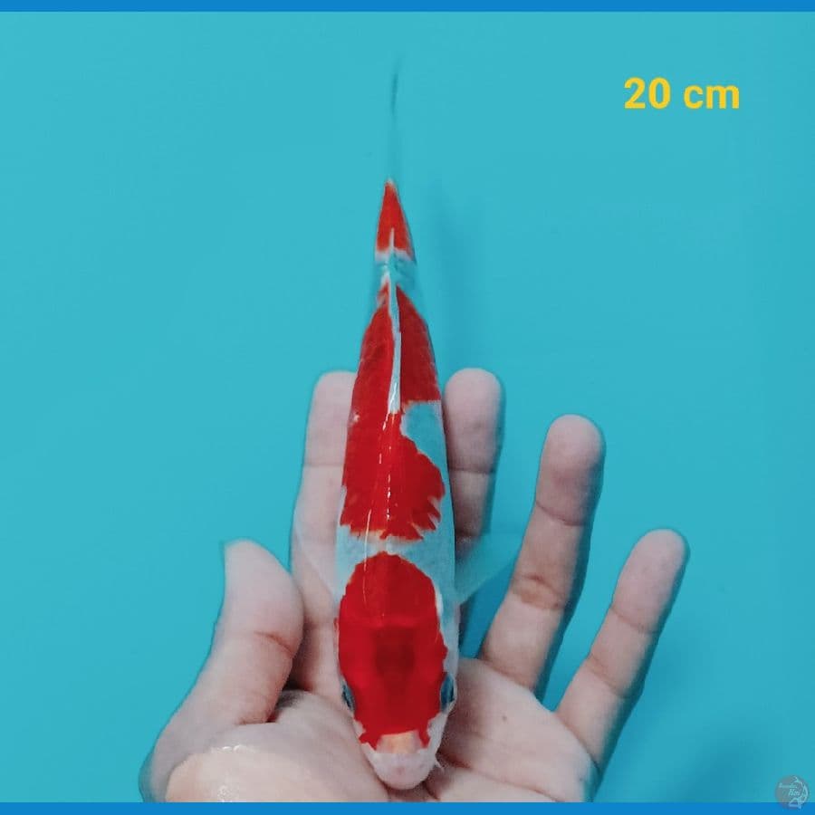 Goshiki 20 cm