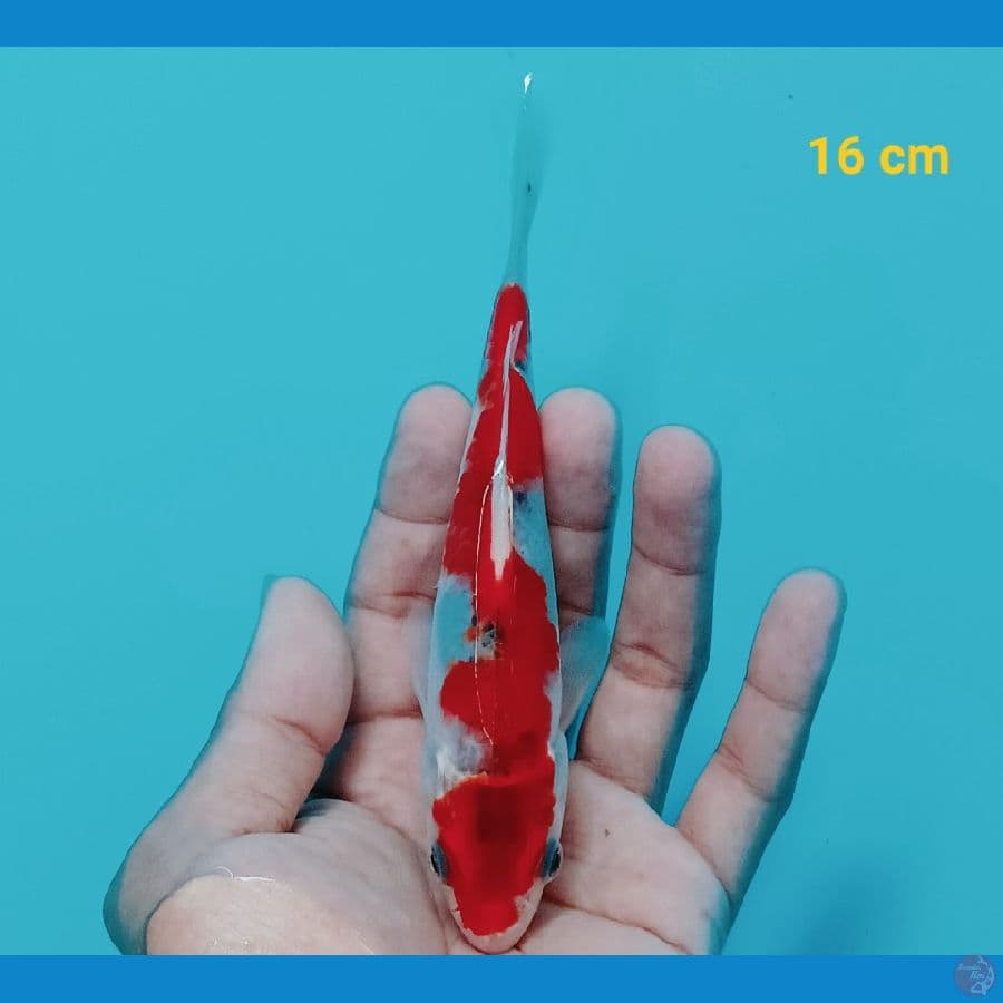 Goshiki 16 cm