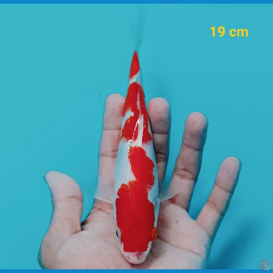 Kohaku 19 cm