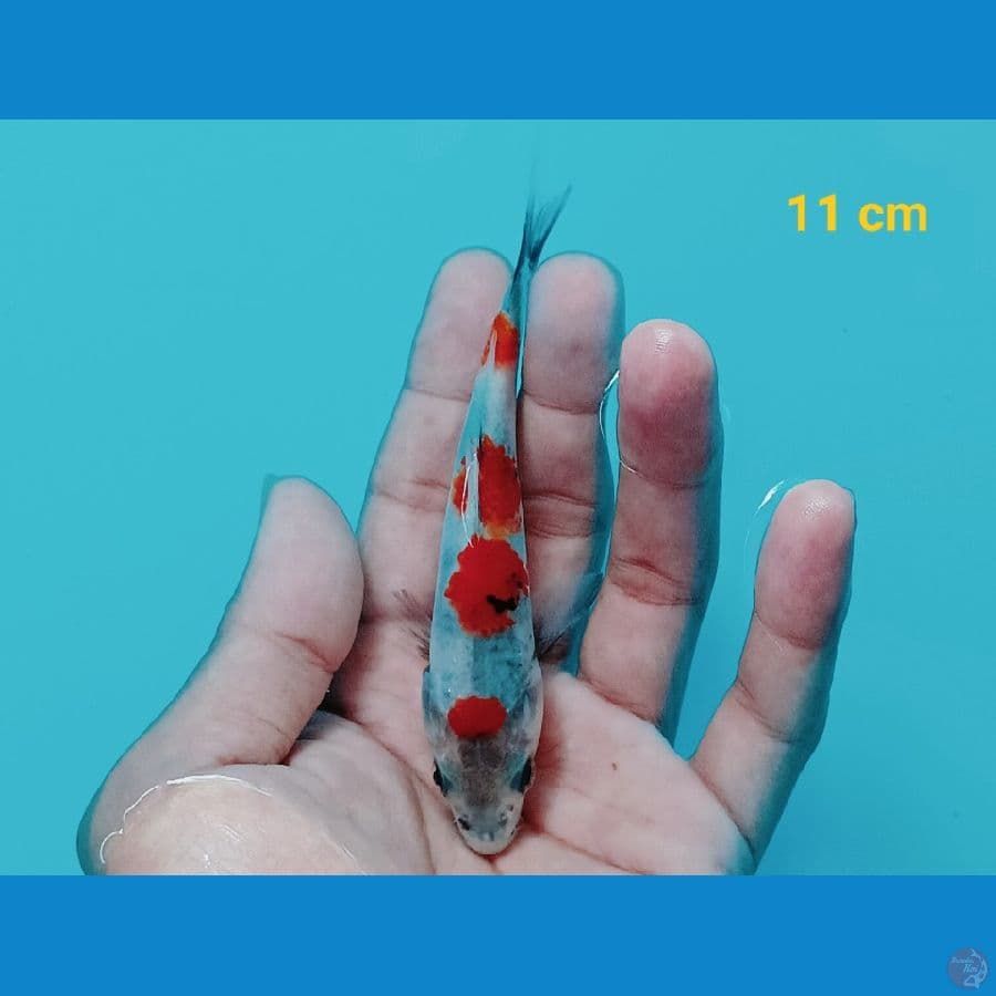 Showa 11 cm
