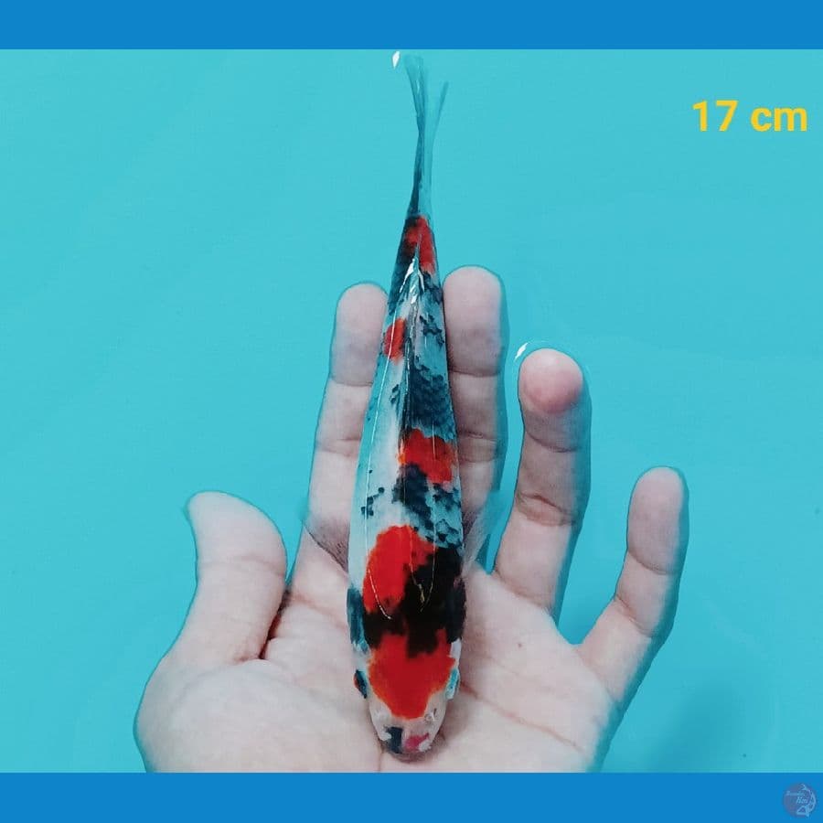 Showa 17 cm