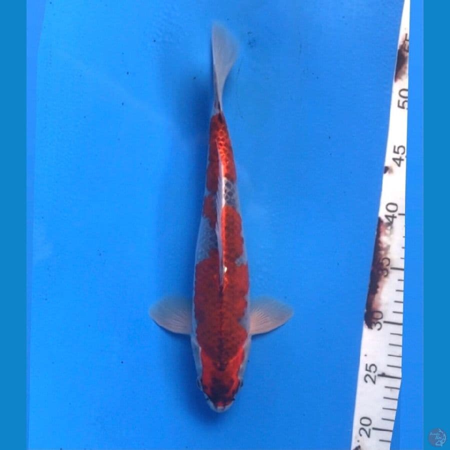 ~BENIGINGGA INAZUMA 33CM/MALE~