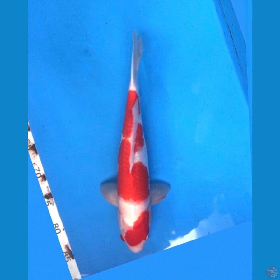 ~KOHAKU 34CM/MALE~