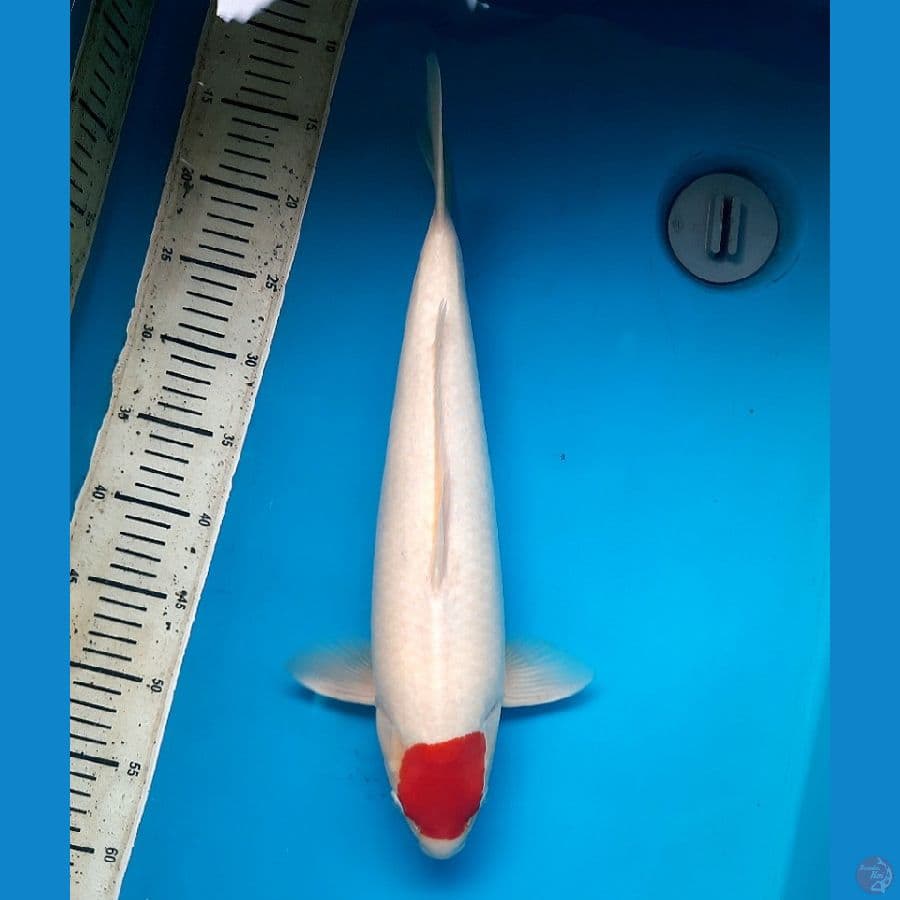 NKF/ JT Tancho Kohaku 45cm Male