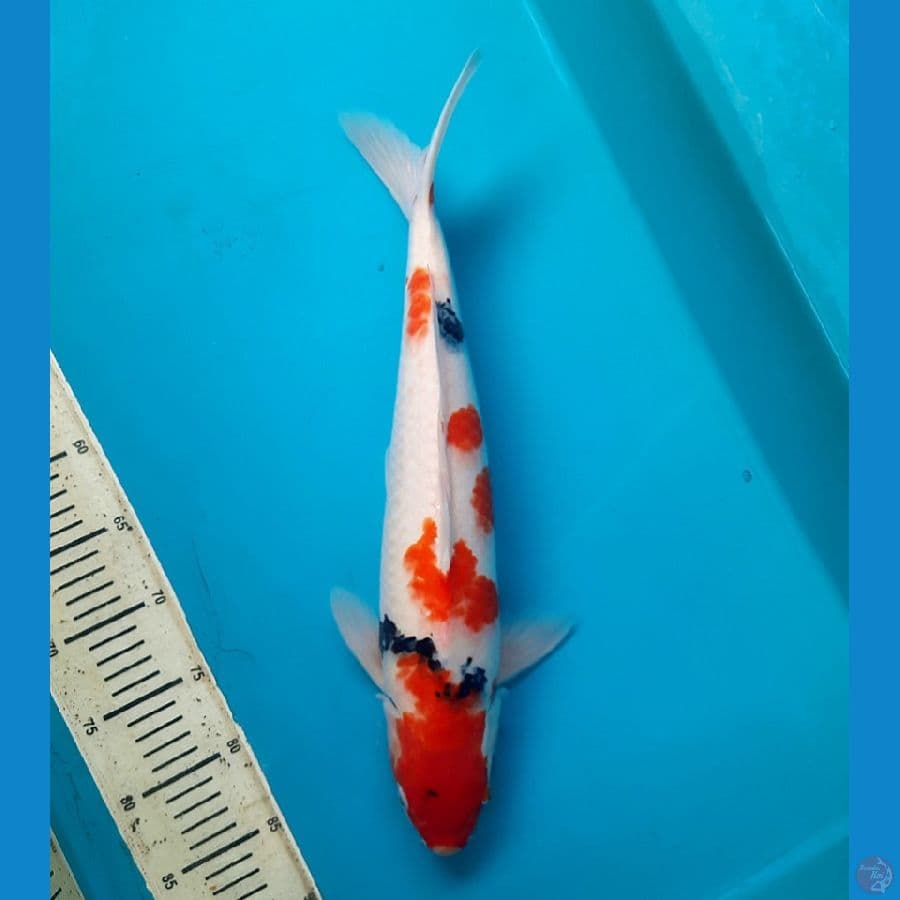 NKF/ Tategoi showa 47cm Male