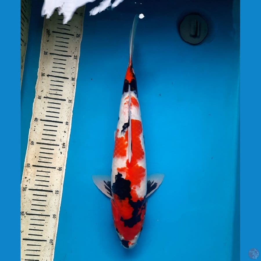 NKF/ Showa Special Male 46cm