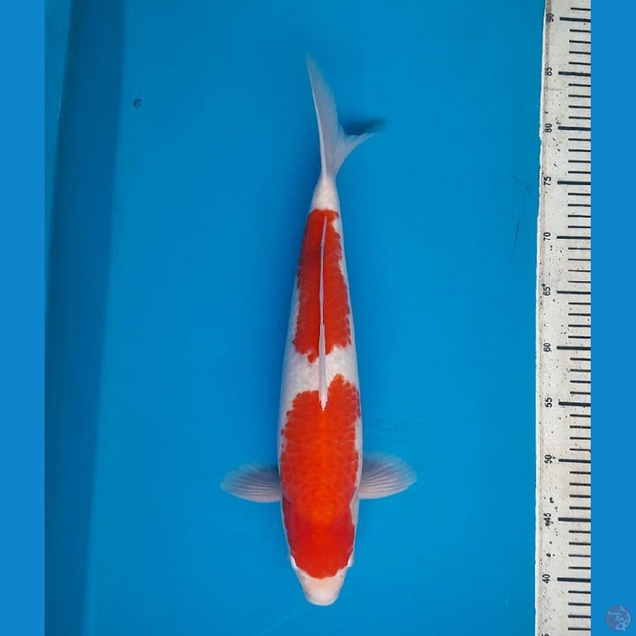NKF/ Nidan Kohaku 43cm Male